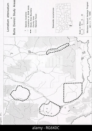 . Sensibili specie vegetali sondaggi, Butte District, Beaverhead e contee di Madison, Montana . La botanica; botanica; piante rare; piante rare. . Si prega di notare che queste immagini vengono estratte dalla pagina sottoposta a scansione di immagini che possono essere state migliorate digitalmente per la leggibilità - Colorazione e aspetto di queste illustrazioni potrebbero non perfettamente assomigliano al lavoro originale. Heidel, Bonnie L; Vanderhorst, James P; Stati Uniti. Bureau of Land Management. Butte Distretto; Montana Patrimonio Naturale Programma. Helena, MT : Montana Patrimonio Naturale Programma Foto Stock