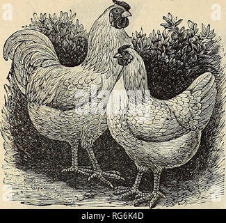 . Burpee's farm annuale. Vivaio di Filadelfia in Pennsylvania cataloghi; fiori in Pennsylvania cataloghi; Verdure Pennsylvania cataloghi; semi di cataloghi in Pennsylvania. 156 W. Atlee Burpee &AMP; CO., Philadelphia.. Una coppia di WYANDOTTES bianco. WYANDOTTES BIANCO. Il meritato e quasi senza paragoni popolarità del Silver-Laced Wyandottes promette di essere quasi eguagliato in questo nuovo può- didate per favore di pubblico. Il bianco Wyan- dottes razza notevolmente vero, somigliante alla varietà cucite in forma e char generale- acteristics, ma nel piumaggio sono una pura ivhite neve. Il colore rosso brillante e volti Foto Stock