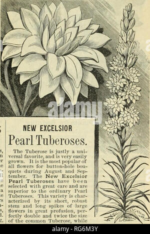 . Burpee's farm annuale. Vivaio di Filadelfia in Pennsylvania cataloghi; fiori in Pennsylvania cataloghi; Verdure Pennsylvania cataloghi; semi di cataloghi in Pennsylvania. ZEPHYRANTHES ATAMASCO. Una specie alleate per l'Amaryllis, della cultura più semplice e fiorente in qualsiasi suolo di giardino. Sia piantato nel terreno aperto o in vasi, lampadine produrre molto bella lily- come i fiori e bloom liberamente per tutta l'estate. La figura sopra riportata mostra la graziosa forma del channing fiori, che sono di un immacolato, ceroso bianco-molto casto in apparenza. I fiori recisi di mantenere in acqua per giorni e giorni e con- sequently Foto Stock