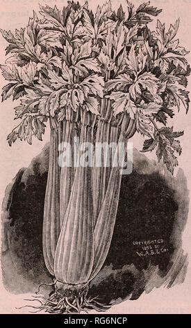 . Burpee's farm annuale. Vivaio di Filadelfia in Pennsylvania cataloghi; fiori cataloghi; Verdure cataloghi; semi cataloghi; W. Atlee Burpee Company; vivaio; fiori; Verdure; semi. 22 W. Atlee Burpee &AMP; CO., Philadelphia. Nuovo sedano,-" pennacchio rosa.. Quando è stata introdotta per la prima volta due anni ong, sa- ing come giustamente famoso il pennacchio bianco sedano fosse diventata, abbiamo acquistato dall'autore, a un prezzo elevato, un certo numero di pacchetti sigillati di questa nuova bella sedano. Siamo lieti di affermare che il periodo di prova a fattoria Fordhook si è dimostrato degno di fiducia che abbiamo avuto, sia per quanto riguarda la sua daint Foto Stock