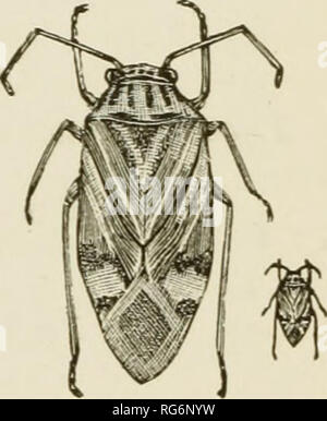 . Bush-frutta; una monografia orticolo di lamponi, more, dewberries, ribes, uva spina e altri arbusti-come frutti. Bacche. La pianta TABNISSED-BUG 253 Remedy.-Le uova sono poste nel tardo autunno, ma non berlina fino all'estate seguente, in modo che il taglio e bruciando i feriti a porzioni in la potatura annuale è il solo rimedio- necessario. Come il giovane gli insetti sono carnivori, alimentando in gran parte sulla pianta pidocchi, il vantaggio che essi rendono il frutto-coltivatore probabilmente supera il pregiudizio, a meno che a volte quando sono insolitamente abbondante. Il opacizzato Plant-Bug (Fig. 32) Lygus Foto Stock