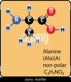 Alanina aminoacido molecola sfera Stick e struttura Illustrazione Vettoriale