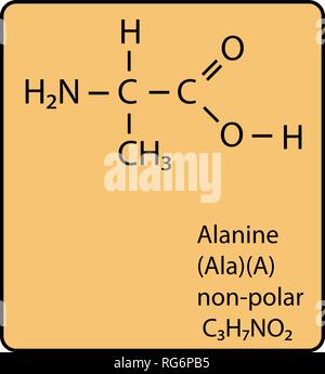 Alanina aminoacido molecola struttura scheletrica Illustrazione Vettoriale