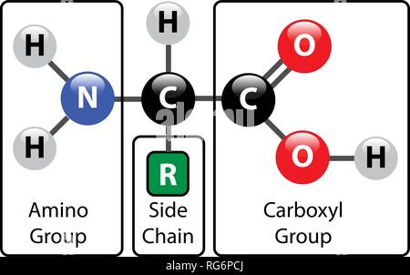Amminoacido molecola sfera Stick e struttura Illustrazione Vettoriale