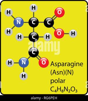 Asparagina amminoacido molecola sfera Stick e struttura Illustrazione Vettoriale