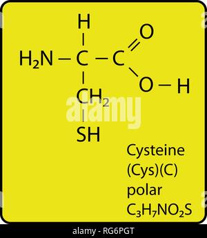Amminoacido cisteina molecola struttura scheletrica Illustrazione Vettoriale