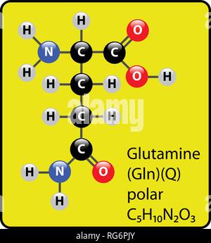 Aminoacido glutammina molecola sfera Stick e struttura Illustrazione Vettoriale