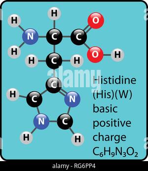 Istidina amminoacido molecola sfera Stick e struttura Illustrazione Vettoriale