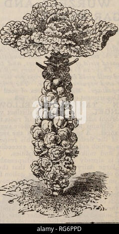 . Burpee's farm : annuale giardino, farm e semi di fiori. Vivaio di Filadelfia in Pennsylvania cataloghi; fiori in Pennsylvania cataloghi; Verdure Pennsylvania cataloghi; semi di cataloghi in Pennsylvania. Nana KALE tedesco. Nana Kale tedesco, tedesco verdi o di germogli. [Divarf arricciato Scotch Kale.) Questo è più ardito di cavolo, e rende eccellente verdi per l'INVERNO* e molla usare. Le foglie sono ricci, verde brillante, molto tenera e delicata nel sapore. Seminare il seme in maggio o giugno ; il trapianto in luglio e coltivano la stessa come cavolo, per inizio primavera utilizzare, seminare nel settembre ; proteggere oltre l'inverno con una c Foto Stock