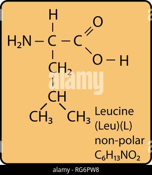 Leucina aminoacido molecola struttura scheletrica Illustrazione Vettoriale