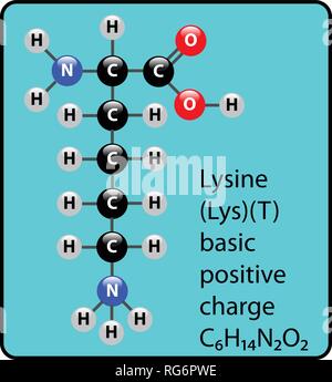 Ammino della lisina molecola di acido e a sfera Stick Struttura Illustrazione Vettoriale