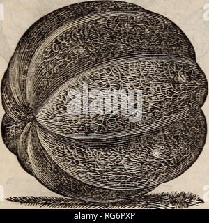 . Burpee's farm : annuale giardino, farm e semi di fiori, stock di purosangue. Vivaio di Filadelfia in Pennsylvania cataloghi; fiori in Pennsylvania cataloghi; Verdure Pennsylvania cataloghi; semi di cataloghi in Pennsylvania. 38 BURPEE'S FARM annuale. BURPEE di semi di melone. Per anni abbiamo realizzato uno studio speciale di crescente il miglior Seme di melone. Ogni anno ci sono molti ettari piantati in ISIelons soprattutto per i semi-queste colture sono attentamente controllati durante la crescita per noi stessi e sperimentato Seedsmen nel nostro impiegare. Tutti i meloni che mostra le variazioni di tipo standard e tutti inferiori o imperfettamente svil Foto Stock