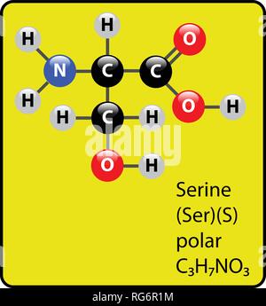 La serina amminoacido molecola sfera Stick e struttura Illustrazione Vettoriale