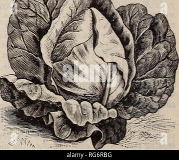 . Burpee's Farm, annuale 1887 : giardino, farm e semi di fiori. Vivaio di Filadelfia in Pennsylvania cataloghi; fiori cataloghi; Verdure cataloghi; semi cataloghi. BARR IL MAMMOTH di asparagi. BARR IL MAMMOTH di asparagi. Negli ultimi due anni è stato per noi impossibile fissare un suffi- ciente approvvigionamento di seme puro di questa grande varietà di offrire in vendita. Si tratta di un ordinamento preferite con i principali produttori in Chester County e ha outsold tutti gli altri sui mercati di Philadelphia. Essa porta in un mercato aperto trent- cinque centesimi un mazzetto, quando altri gli asparagi è seUing per dieci e quindici centesimi. Il Foto Stock