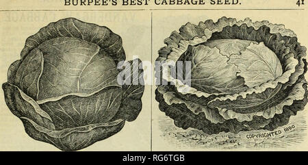. Burpee's farm annuale. Vivaio di Filadelfia in Pennsylvania cataloghi; fiori in Pennsylvania cataloghi; Verdure Pennsylvania cataloghi; semi di cataloghi in Pennsylvania. BURPEE migliore del seme di cavolo. HENDERSON di inizio estate del cavolo. Inizio estate. Questa varietà è meritatamente pop- ular con marlcet giardinieri. Esso forma grandi e solide, rotondo, appiattita, testa compatta.s, di eccellente qualità. I capi in media più che doppia rispetto alla dimensione del Jersey Wakefield, mentre matura solo dieci o dodici giorni più tardi. Le foglie si trasformano in capi così completamente che circa dodici mila piante possono essere impostati per la ac Foto Stock