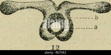 bullettino botanica periodici sede di firenze adunanza del 13 gennnio 9 gli altri fiori mediani di ciascuna spighetta assai meno svi luppati e pur sempre atrofici sono mutici alla