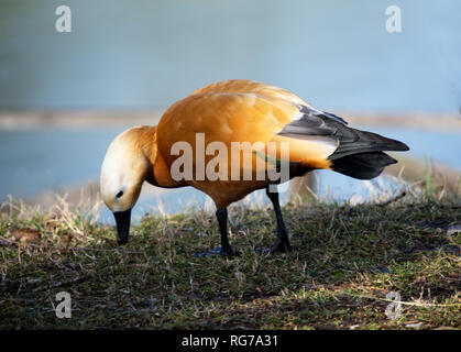 Femmina di casarca, tadorna ferruginea, casarca ferruginea Foto Stock