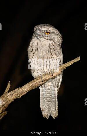 Bruno Frogmouth appollaiato Foto Stock