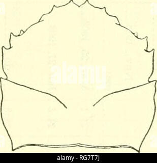 . Bollettino - Stati Uniti Museo Nazionale. La scienza. OXYSTOMATOUS E ALLIED GRANCHI D'AMERICA 35 DROMIDIA LARRABUREI Rathbun figura 13; la piastra 7, Figure 4, 5 Dromidia sarraburei (per errore) Rathbun, Proc. U. S. Nat. Mus., vol. 38, p. 553, pi. 48, fig. 4, 20 ott. 1910 (località tipo, Baia di Sechura, Perù; tipi, U. S. N. M. n. 40475). Dromidia segnipes Weymouth, Leland Stanford Jr., Univ. Publ., Univ. Ser., n. 4, p. 15, pi. 1, figg. 1, 2 nov. 12, 1910 (località tipo, Monterey Bay; tipo a Stanford Univ. Mus.). Dromidia larraburei Schmitt, Univ. California Publ. Zool., vol. 23, p. 183, pi. 3 Foto Stock