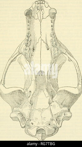 . Bollettino - Stati Uniti Museo Nazionale. La scienza. PLEISTOCENE vertebrati del Cumberland cave 31. La figura U.-Euarctos vitabilis (Gidley): cranio (U.S.N.M. n. 8181), vista ventrale, tre quinti dimensione naturale.. Si prega di notare che queste immagini vengono estratte dalla pagina sottoposta a scansione di immagini che possono essere state migliorate digitalmente per la leggibilità - Colorazione e aspetto di queste illustrazioni potrebbero non perfettamente assomigliano al lavoro originale. Stati Uniti Museo Nazionale; Smithsonian Institution; Stati Uniti. Dipartimento dell'Interno. Washington : Smithsonian Institution Press, [ecc. ]; Per la vendita dalla Supt. Foto Stock
