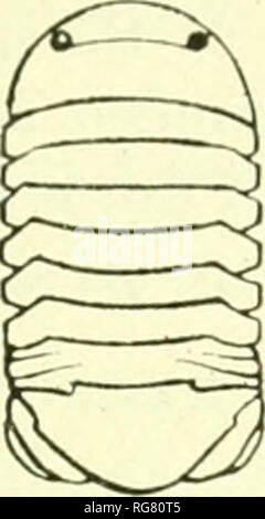 . Bollettino - Stati Uniti Museo Nazionale. La scienza. [SOPODS ("K NORD AM?^RirA. 2V)7 Alaska: Monto- Sitka. Alaska: iicar Wraii^^ell. Alaska; Pu^^ct del suono; Ivyska Ilarhoi Biiy rev, Calitoniia; iNIiddlcton isola; I'nalaska: Bcrino" isola; Sanborn Ilarhoi'. Isola Naoai; Saj^inaw l&GT;ay, Alaska: Nord Cxrebnitzky. Foutid su boach a bassa marea; 1(" 1'2 braccia in i&GT;-rav(d, sabbia e pietre; spiaggia rocciosa undcM' pietre; in nuid. l)ody ovali, due volte come lono- jis ampia, 4 nini.: S mm. Testa tre volte più ampia come lono-, 1 mm.: 8 mm., con il frontale mar^-in l)i-sinuat( o ex- cavati^ su eith Foto Stock