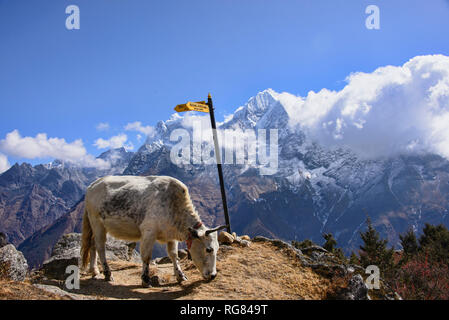 Valle del Khumbu, Khumjung, Nepal Foto Stock