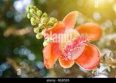 Fiori e foglie verde nel giardino soleggiato in primavera o estate giorno per cartolina decorazione di bellezza e agricoltura design. Palla di cannone fiore. Foto Stock