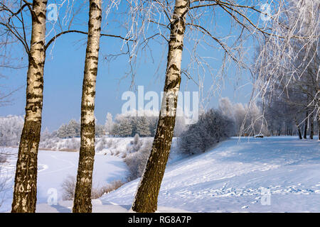 Tre alberi di betulla nella natura in inverno sulla giornata di sole, con impronte sulla neve vicino a ripide frozen river banche Foto Stock