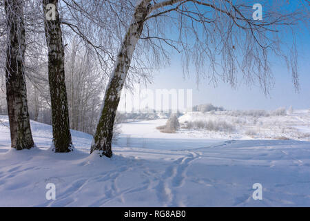 Tre alberi di betulla nella natura in inverno sulla giornata di sole, con impronte sulla neve vicino a ripide frozen river banche Foto Stock