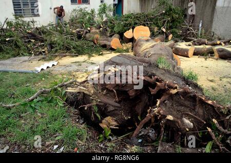 L'Avana, Cuba. 28 gen, 2019. Un albero sradicato è visto nel tornado-area interessata nel comune di Regla a l'Avana, Cuba, Gennaio 28, 2019. Un potente tornado passata attraverso la capitale cubana di domenica notte, lasciando tre morti e 172 feriti. Credito: Joaquin Hernandez/Xinhua/Alamy Live News Foto Stock