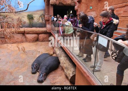 WROCLAW, Polonia - 31 gennaio 2015: la gente visita Afrykarium a Wroclaw Zoo. Afrykarium è un albergo di nuova costruzione (2014) Africano pavilion con alcuni 100 animale s Foto Stock