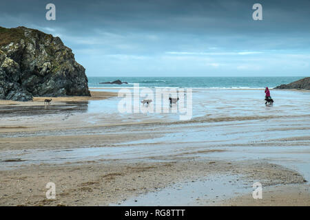 Un dog walker sulla appartata Polly Porth scherzo beach a bassa marea in Newquay Cornwall. Foto Stock