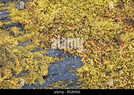 Alghe brune (alga marina Ascophyllum nodosum) noto anche come Norwegian kelp. Alga bruna in Norvegia. Foto Stock