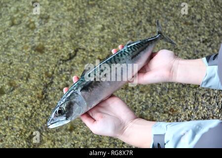 Norvegia - pesca il pesce appena pescato. Il pescatore tenendo un sgombro. Foto Stock