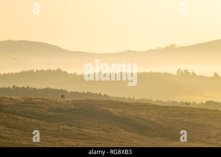 Colline rientranti nella distanza su Woodbury Common, East Devon, Sud Ovest dell'Inghilterra, Regno Unito. Foto Stock