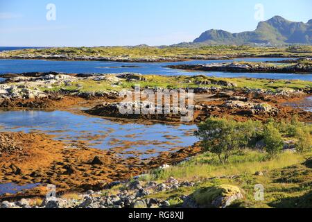 Arcipelago delle Lofoten in Norvegia artica. Paesaggio marino in Austvagoya isola. La bassa marea di alghe marine. Foto Stock