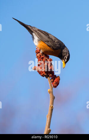 Un Robin americano si trova in cima a un sumac di stashorn mentre forages per un pasto all'Ashbridge Bay Park a Toronto, Ontario. Foto Stock