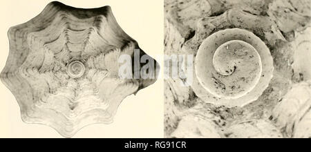 . Bollettini di American paleontologia. Lepicythara fossili in America tropicale: Jung 57 f 1 xlO 'Â"^--t^- '*â **-' -come^'Ff* '-^im- , 2 x50. 3 x15 4 x70 Text-figura 62.âLepicythara terniimila (Dall). USNM 495821 (ex 163902) Stazione USGS 3300: Shell Creek, De Soto County. Florida, formazione Caloosahatchee. Altezza 16,5 mm, larghezza 7,3 mm. 1, la vista frontale della guglia vortici: 2, l'allargamento della zona apicale: 3, zona apicale: 4. ampliamento della vista apicale. spec, UF 49149: Kissimmee Fiume 01 (HGOOl), Highlands County, Florida, Pinecrest letti/Caloo- sahatchee formazione (Plio-pleistocene), spec,. UF 42662: mulo Foto Stock