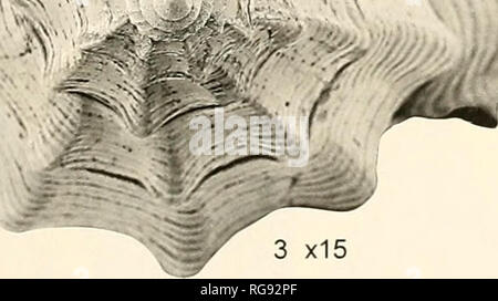 . Bollettini di American paleontologia. 1 xlO 2 x50 '.' -A 3 x15 J "^. .. Si prega di notare che queste immagini vengono estratte dalla pagina sottoposta a scansione di immagini che possono essere state migliorate digitalmente per la leggibilità - Colorazione e aspetto di queste illustrazioni potrebbero non perfettamente assomigliano al lavoro originale. Ricerca paleontologico istituzione (Ithaca, N. Y. ); Columbia University. Ithaca, N. Y. , Paleontologico Istituto di ricerca [ecc. ] Foto Stock