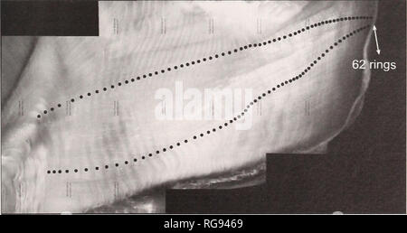 . Bollettino - il sud dell'Accademia delle Scienze della California. La scienza. Fig. 4. Sottile, sezione trasversale della sinistra sagitta dal massiccio del campione di mare giganti bass (A), con una sezione trasversale di sinistra sagitta da 145 mm TL, 1-anno-vecchio (B) gigantesco Sea bass (primo anno anello di crescita indicata dalla linea nera). Il dorso-ventrale di altezza del otolith in sezione trasversale dal massiccio del pesce era 12 mm e il 1-year-old è stata di 3 mm. Il profilo di "B" è stata sovrapposta a "A" sezione per delineare in cui il primo anello è stato identificato per età esfimation del grande campione. Tutti gli anelli di prox Foto Stock