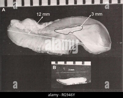 . Bollettino - il sud dell'Accademia delle Scienze della California. La scienza. La longevità del gigante spigola. Fig. 4. Sottile, sezione trasversale della sinistra sagitta dal massiccio del campione di mare giganti bass (A), con una sezione trasversale di sinistra sagitta da 145 mm TL, 1-anno-vecchio (B) gigantesco Sea bass (primo anno anello di crescita indicata dalla linea nera). Il dorso-ventrale di altezza del otolith in sezione trasversale dal massiccio del pesce era 12 mm e il 1-year-old è stata di 3 mm. Il profilo di "B" è stata sovrapposta a "A" sezione per delineare in cui il primo anello è stato identificato per età esfimation della l Foto Stock