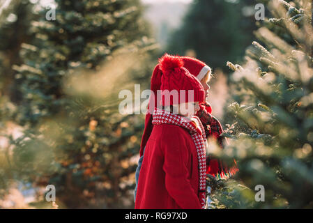 Due bambini scegliendo un albero di Natale su di un albero di Natale agriturismo, Stati Uniti Foto Stock