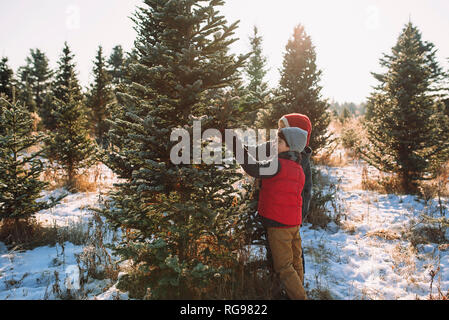 Due bambini scegliendo un albero di Natale su di un albero di Natale agriturismo, Stati Uniti Foto Stock