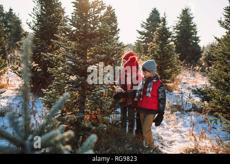 Tre bambini la scelta di un albero di Natale su di un albero di Natale agriturismo, Stati Uniti Foto Stock