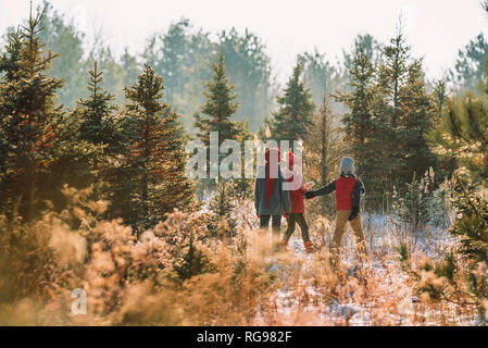 Tre bambini la scelta di un albero di Natale su di un albero di Natale agriturismo, Stati Uniti Foto Stock
