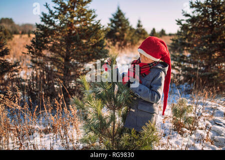 Ragazzo raccolta un albero di Natale su di un albero di Natale agriturismo, Stati Uniti Foto Stock