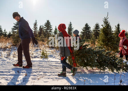 Padre e tre figli la scelta di un albero di Natale su di un albero di Natale agriturismo, Stati Uniti Foto Stock
