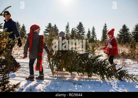 Padre e tre figli la scelta di un albero di Natale su di un albero di Natale agriturismo, Stati Uniti Foto Stock
