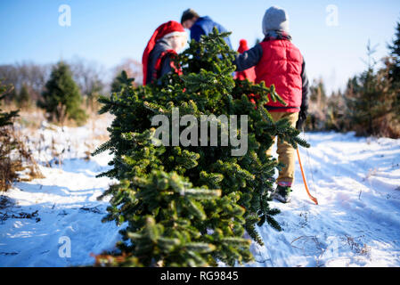 Padre e tre figli la scelta di un albero di Natale su di un albero di Natale agriturismo, Stati Uniti Foto Stock