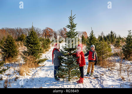 Tre bambini la scelta di un albero di Natale su di un albero di Natale agriturismo, Stati Uniti Foto Stock